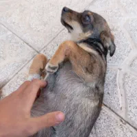 سگ پاکوتاه میکس نر|سگ|مشهد, حضرت حجت|دیوار