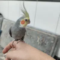 عروس هلندی نر ماده دستی
