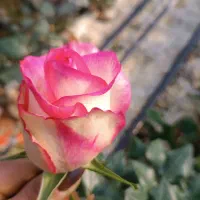 گلخانه گل رز