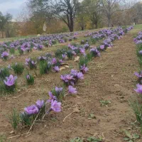 زعفران سرگل دشتخاک