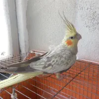 عروس هلندی