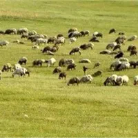 مرتع گوسفند بره و میش