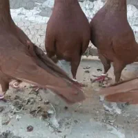 کفتر سرخ و زرد