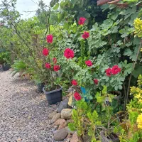 خانه سنتی تالار دار|فروش خانه و ویلا|رشت, چمارسرا|دیوار