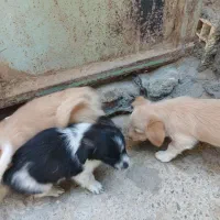 سه عدد سگ پا کوتاه|سگ|زاهدان, |دیوار