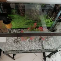 آکواریوم  پمپ  بخاری  سنگ ریزه  درختچه  پایه