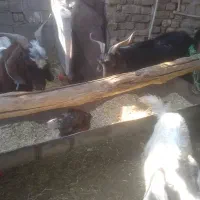 بز وبزغاله