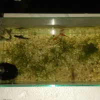 ماهی گوپی دم شمشیری فایتر