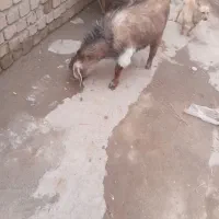 بزغاله نر|حیوانات مزرعه|نیشابور, دربقاضی|دیوار