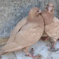 جوجه زرد کرمونی پاک|پرنده|تربت‌حیدریه, پایانه مسافربری تربت حیدریه|دیوار