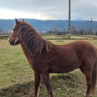 اسب|اسب و تجهیزات اسب‌سواری|احمدسرگوراب, |دیوار