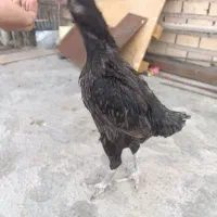 مرغ و خروس لاری|حیوانات|بم, |دیوار