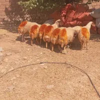 ۷ عدد شک درجه یک داشتی بفروش میرسد