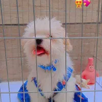 سگ نر فقط 3میلیون