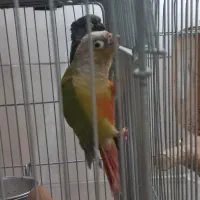 گرینچیک فروشی|پرنده|تاکستان, |دیوار