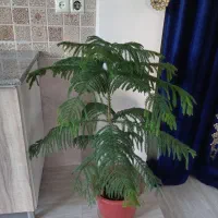 یک عدد گل کاج مطبق، دو عدد گل شفلرا