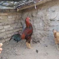 خروس لاری اصل با مرغ|حیوانات مزرعه|سبزوار, باهنر|دیوار