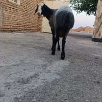 بره جنس اصل شالی