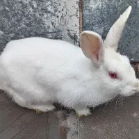 سلام خرگوش خوشگل مامله بامرغ