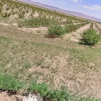فروش زمین کشاورزی