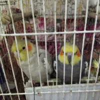 عروس هلندی|پرنده|رودبار, |دیوار