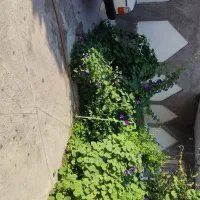 اجاره.خانه همکف حیاط دار برای دوستار طبیعت|اجارهٔ خانه و ویلا|باسمنج, |دیوار