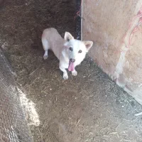 توله سگ دورگ مالینیوز و سگ پاکوتاه|سگ|یزد, |دیوار