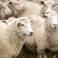 گوسفند مشهد زنده بدون واسطه در جایگاه رسمی|حیوانات مزرعه|مشهد, ایثارگران|دیوار