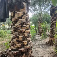 انجام تمام کارهای مربوط به نخل