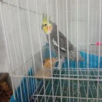 عروس هلندی