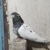 کبوتر