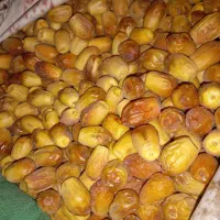 فروش قصب درجه یک تازه