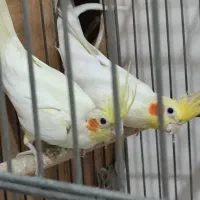 عروس هلندی با قفس|پرنده|اسلام‌شهر, شهرک سعیدیه|دیوار