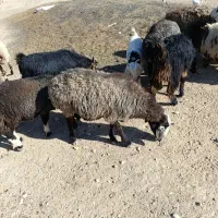 فروش گوسفند داشتی|حیوانات مزرعه|سرچهان, |دیوار