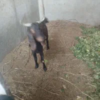 بزغاله فروشی|حیوانات مزرعه|بردسکن, |دیوار