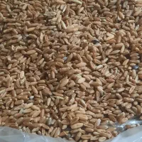 گندم بوجاری شده