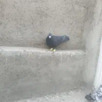 دو تا نر پرنده شلاقی