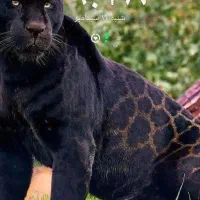 ۰۹۰۵۱۱۱۱۵۶۲