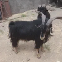 بزغاله نر