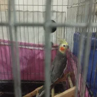 مرغ عروس|پرنده|کاشان, شهرک انقلاب|دیوار