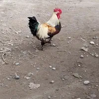 خروس پاپری|حیوانات مزرعه|کوچصفهان, |دیوار