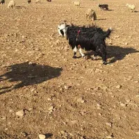 دوبر روزگاری ۴رون جلو رو|حیوانات مزرعه|ایذه, |دیوار