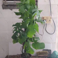 گل و گیاه برگ انجیری پنجه شیری|گل و گیاه طبیعی|اهواز, سیصد دستگاه|دیوار