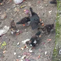 جوجه ازدک اسرائیلی|پرنده|آستارا, |دیوار