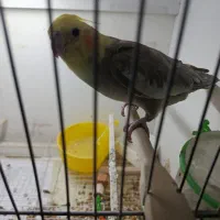 یک جفت عروس هلندی