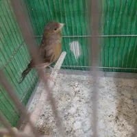 قناری جفت سهره