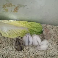 بچه همستر کمپل|موش و خرگوش|مشهد, الهیه|دیوار