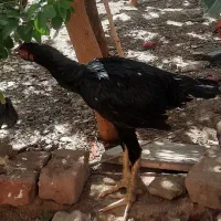 خروس لاری جوان