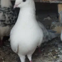 کبوتر