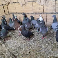 کبوتر پلاکی